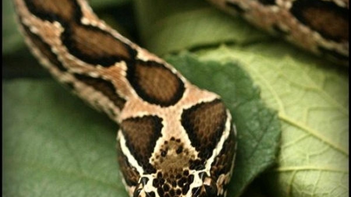 Two existing drugs offer hope to cure Russell’s viper bites