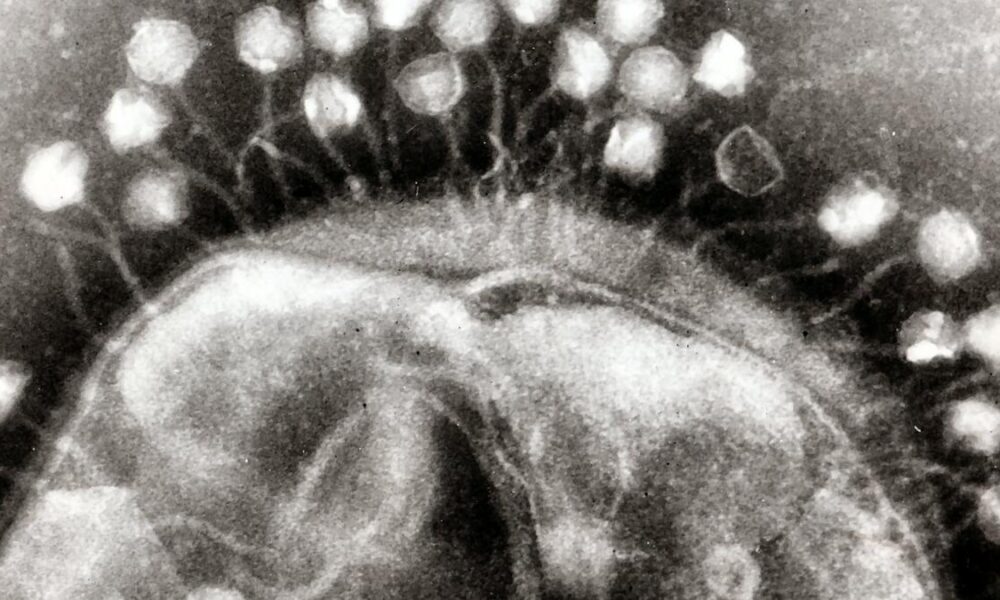 Using bacteriophages to combat antimicrobial resistance