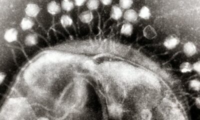 Using bacteriophages to combat antimicrobial resistance