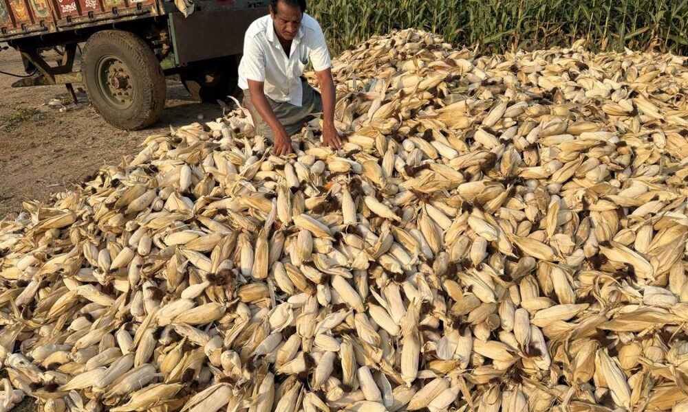 Warming will cut yield of staple crops even post-adaptation: study