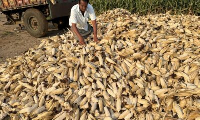 Warming will cut yield of staple crops even post-adaptation: study