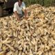 Warming will cut yield of staple crops even post-adaptation: study