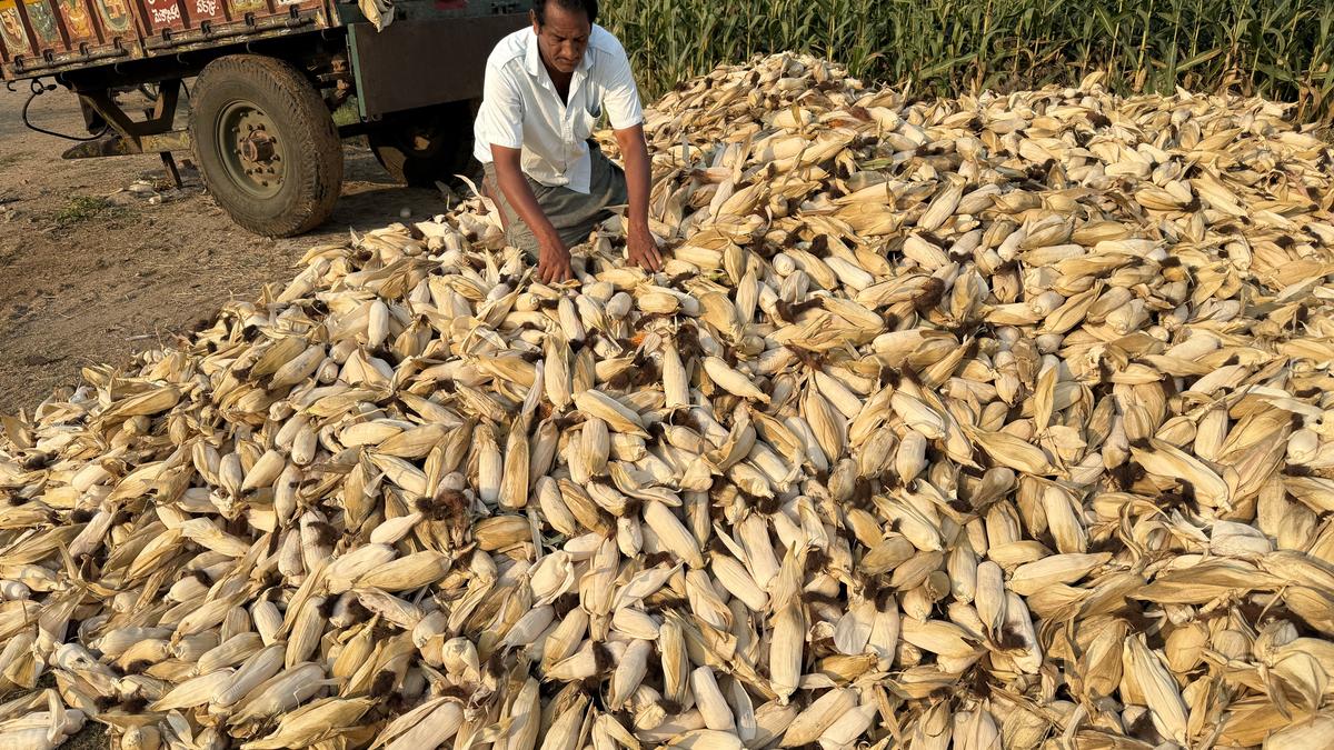 Warming will cut yield of staple crops even post-adaptation: study