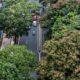 When cities have trees that don’t belong, the birds notice