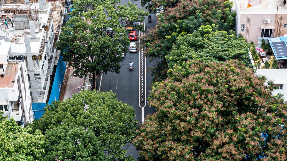 When cities have trees that don’t belong, the birds notice