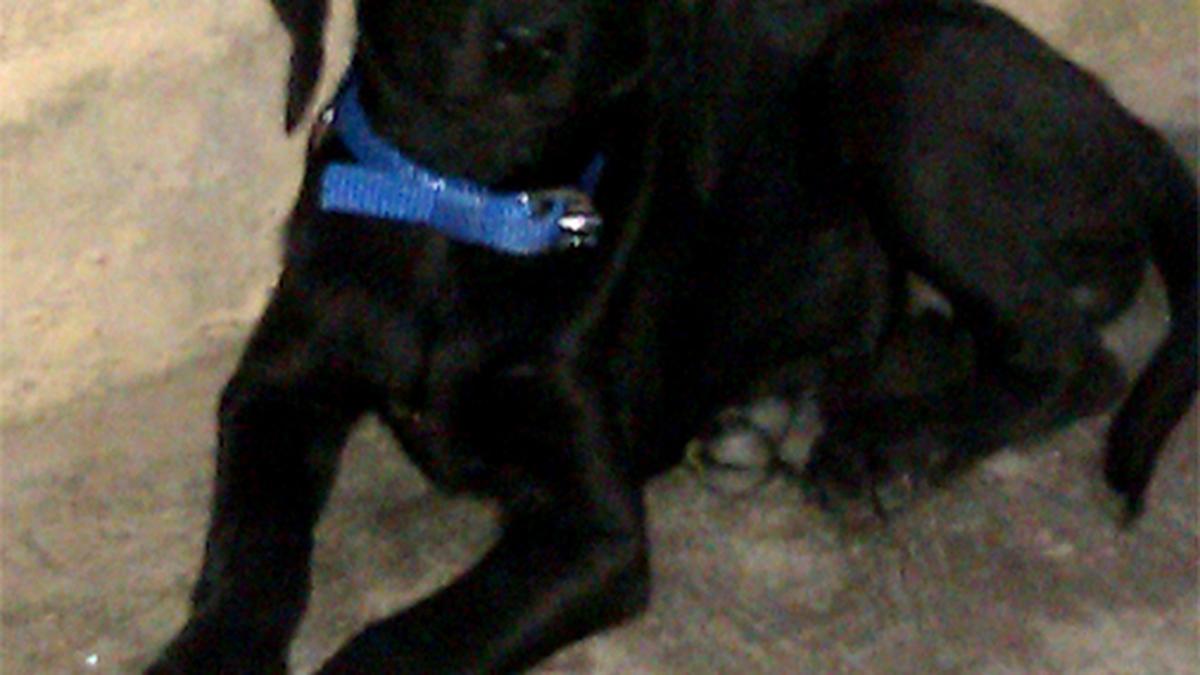 Why do animals’ eyes seem to glow at night?