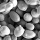 Yeast shows physics can give rise to multicellular life sans mutations