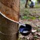 A beetle-fungi combo threatens plantations in rubber capital Kerala
