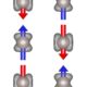 Altermagnet conducts with different charge carriers in different directions