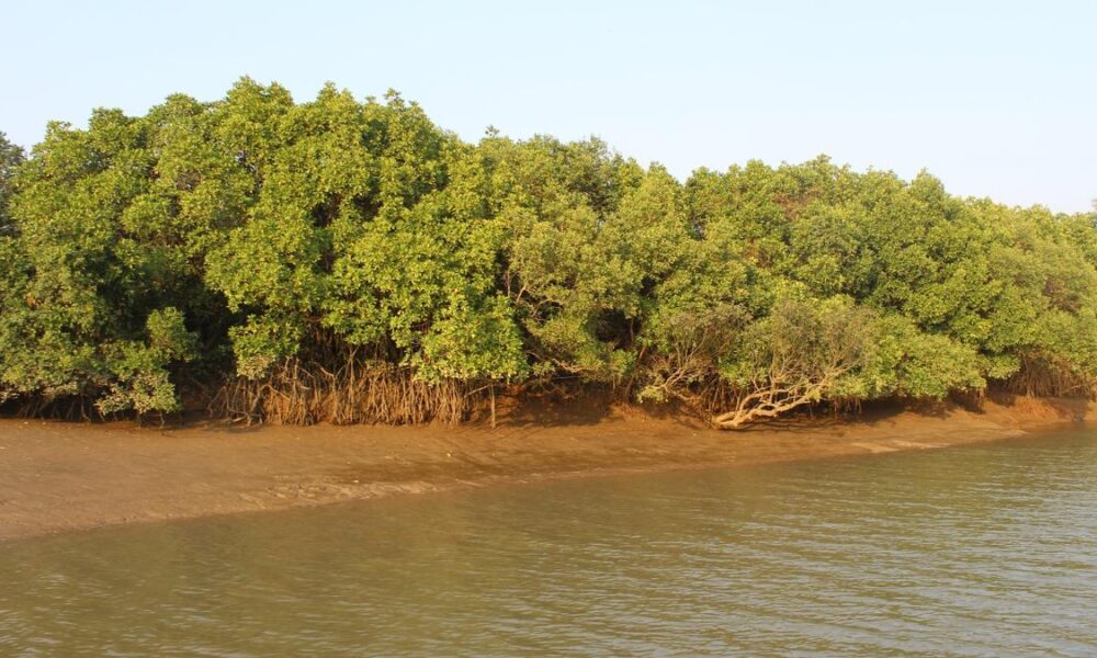 Efforts to restore mangroves can turn the tide on India’s coastal security