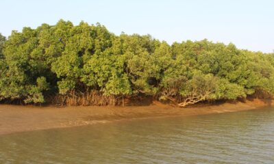 Efforts to restore mangroves can turn the tide on India’s coastal security