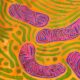 Infusing mitochondria helps renew tissues deprived of blood: research