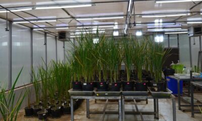 NIPGR’s gene-edited japonica rice shows increased phosphate uptake, 20% more yield