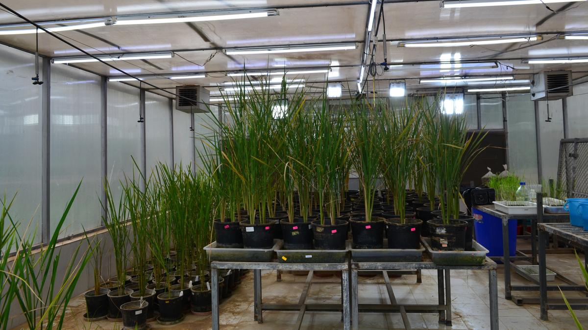 NIPGR’s gene-edited japonica rice shows increased phosphate uptake, 20% more yield