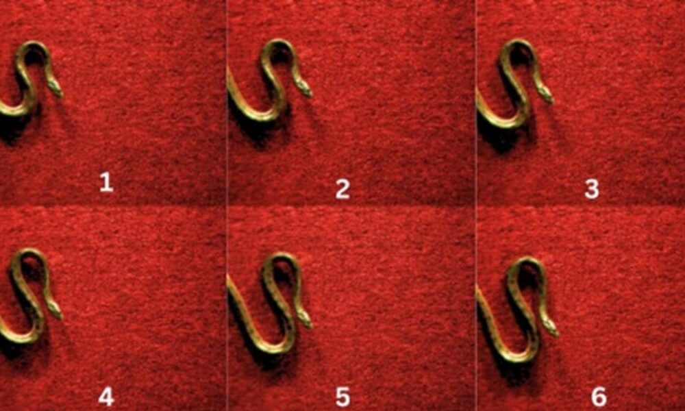 Scientists document new snake locomotion in yellow anacondas