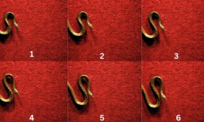 Scientists document new snake locomotion in yellow anacondas