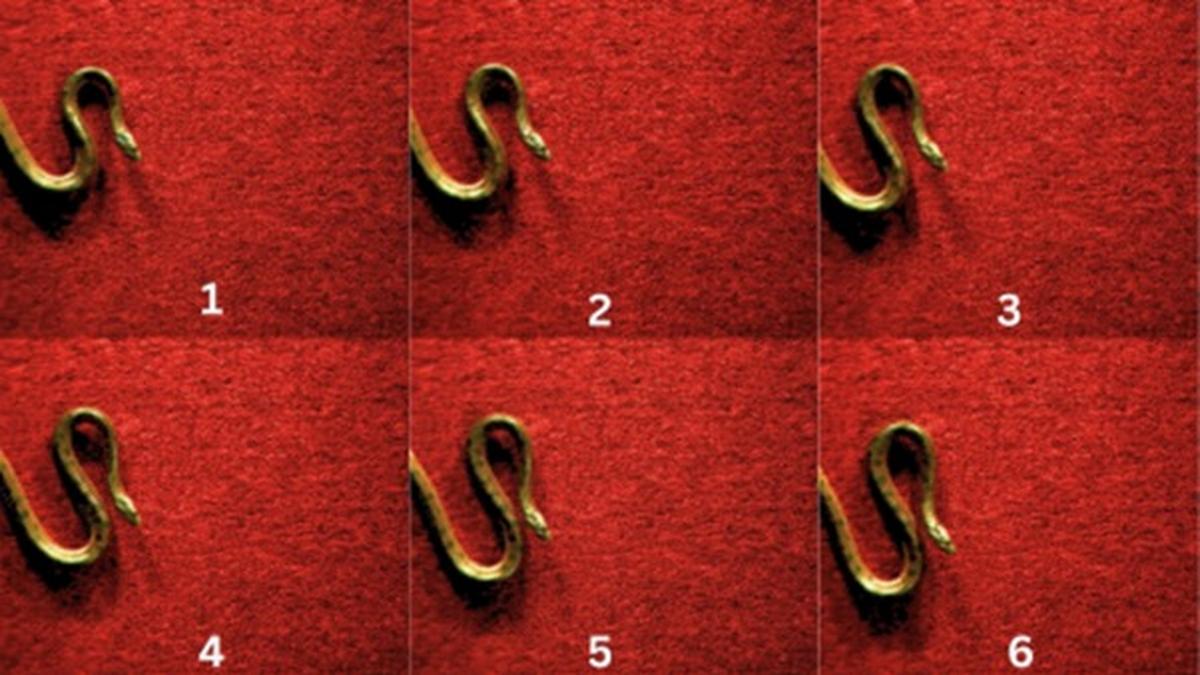 Scientists document new snake locomotion in yellow anacondas