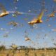 Scientists identify pheromone that triggers locust swarming and a way to block it