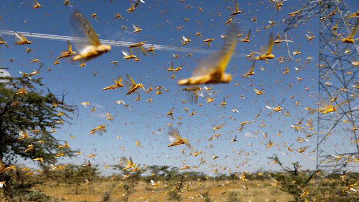 Scientists identify pheromone that triggers locust swarming and a way to block it