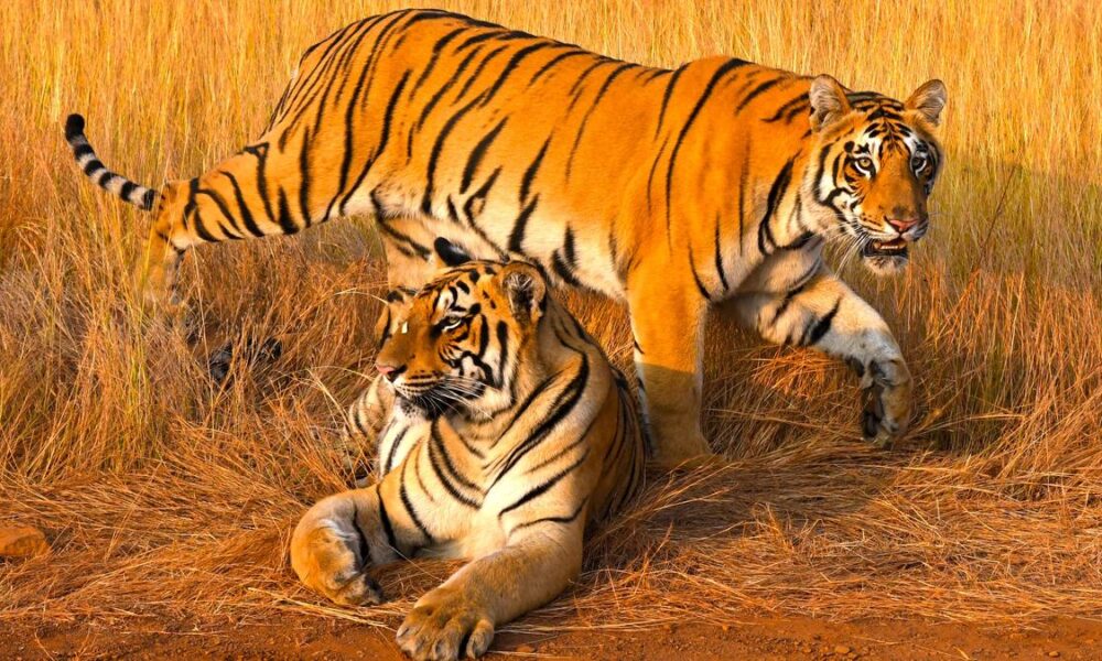 The tale of the tigers
