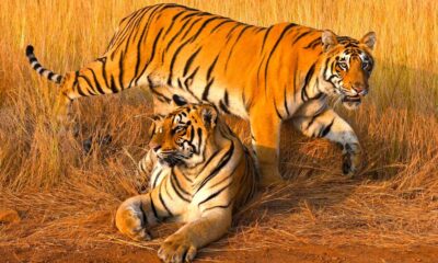 The tale of the tigers