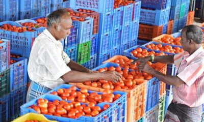 The virtues of the tomato, a healthy vegetable
