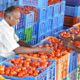 The virtues of the tomato, a healthy vegetable