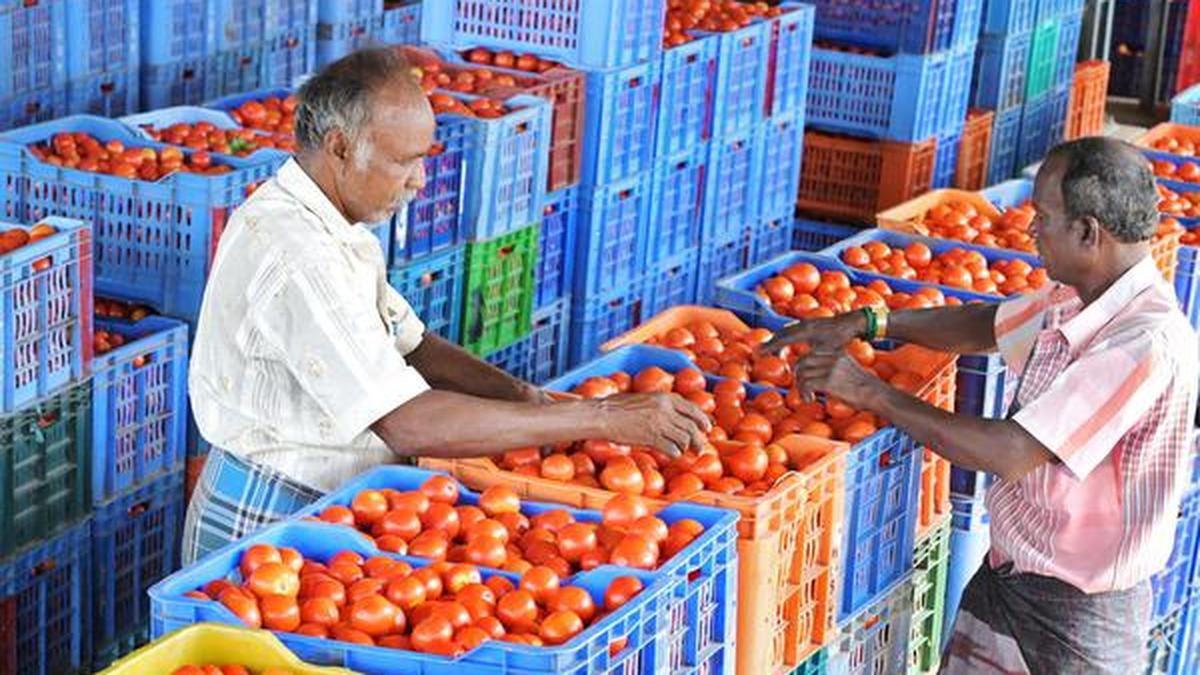 The virtues of the tomato, a healthy vegetable