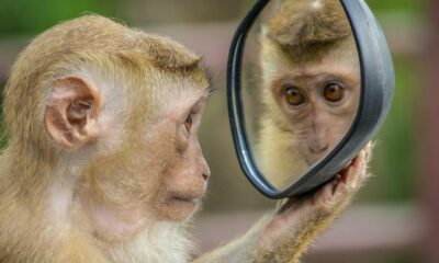 Why do mirrors flip left and right but not up and down?