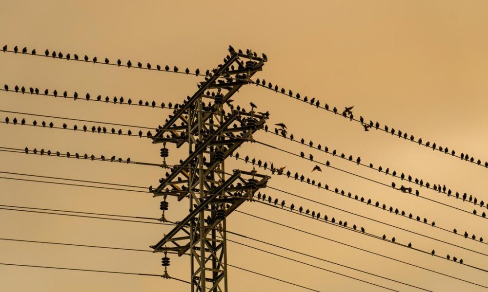 Why don’t birds get electrocuted on wires?