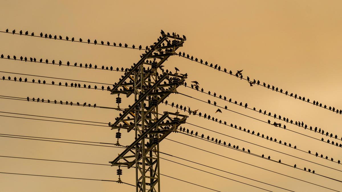 Why don’t birds get electrocuted on wires?