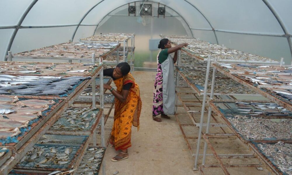 Why solar dried epipelagic fish has 70% protein, only 12% salt and long shelf life