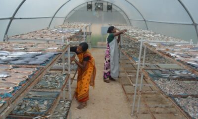 Why solar dried epipelagic fish has 70% protein, only 12% salt and long shelf life