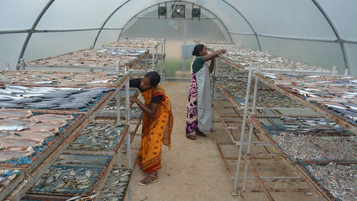 Why solar dried epipelagic fish has 70% protein, only 12% salt and long shelf life