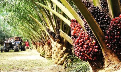 With surging demand, India emerges as Malaysia's largest importer of germinating oil palm seeds
