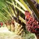 With surging demand, India emerges as Malaysia's largest importer of germinating oil palm seeds