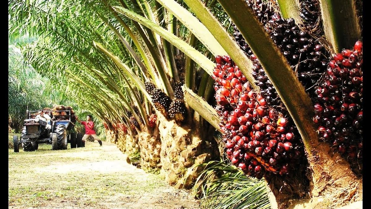 With surging demand, India emerges as Malaysia's largest importer of germinating oil palm seeds