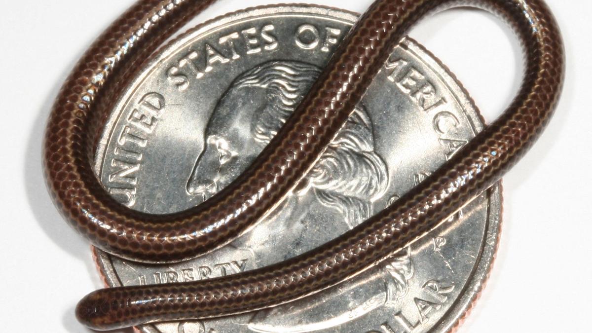 World’s smallest known snake makes big comeback