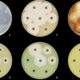 A bistable gene in a deadly bacterium offers a clue to beating it