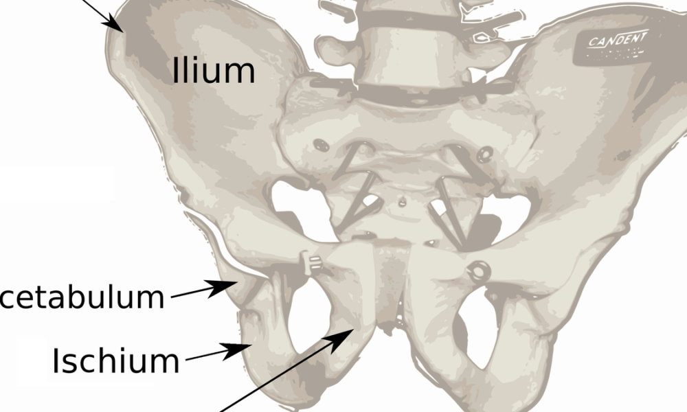 Ancient humans evolved to walk on two legs in two steps
