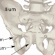 Ancient humans evolved to walk on two legs in two steps