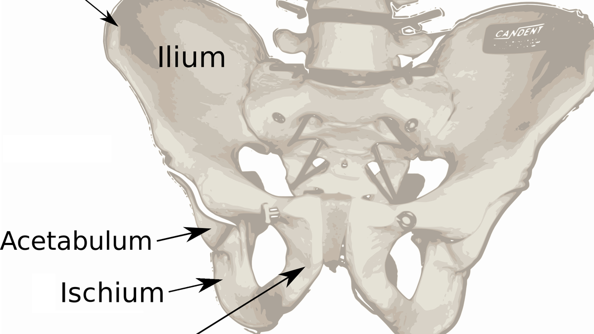 Ancient humans evolved to walk on two legs in two steps