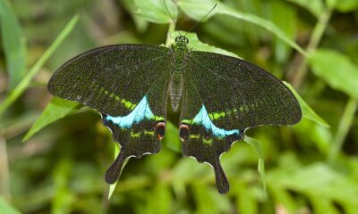 Biodiversity of Thattekad Bird Sanctuary in Kerala grows richer as survey reveals nine new species