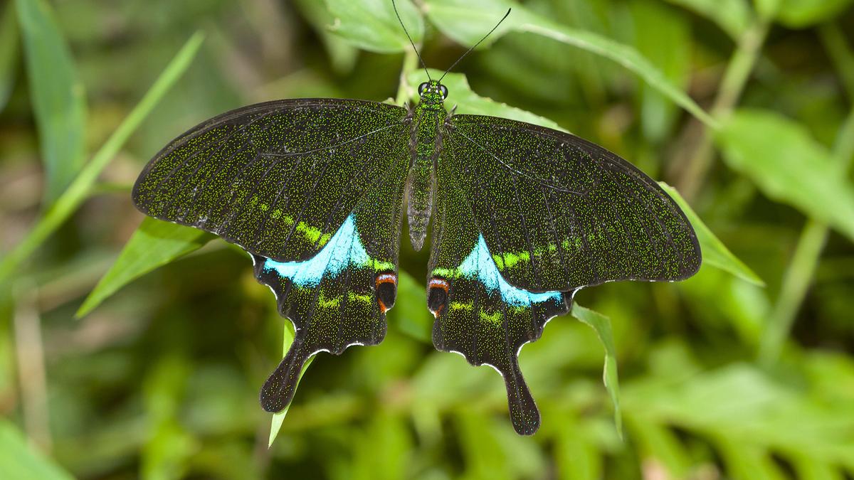 Biodiversity of Thattekad Bird Sanctuary in Kerala grows richer as survey reveals nine new species