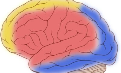 Connexin proteins rally arteries to nourish brain on demand