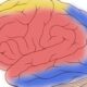 Connexin proteins rally arteries to nourish brain on demand