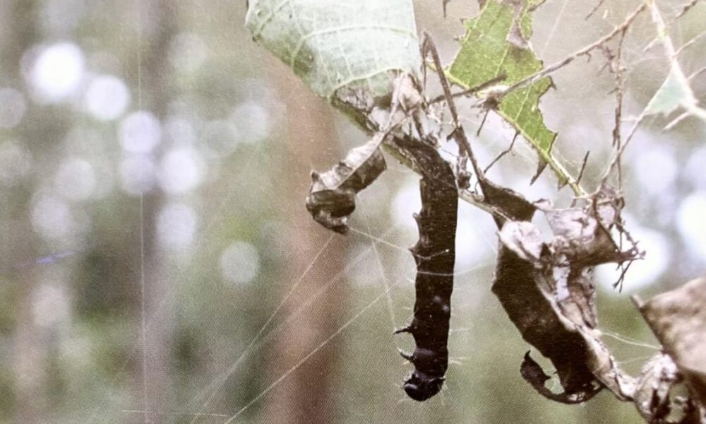 Game-changer virus developed by Kerala Forest Research Institute can help save teak plantations