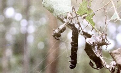 Game-changer virus developed by Kerala Forest Research Institute can help save teak plantations