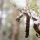 Game-changer virus developed by Kerala Forest Research Institute can help save teak plantations