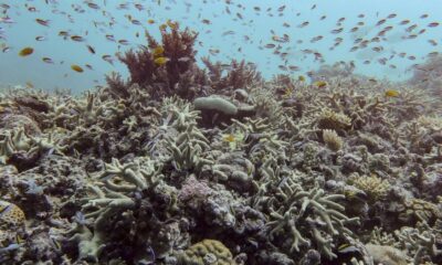 Great Barrier Reef records largest annual coral loss in 39 years